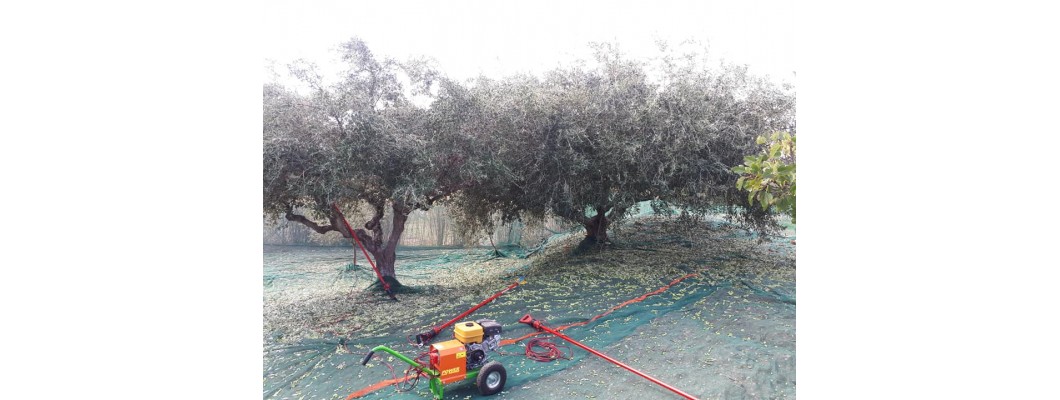 Συλλογή καρπού Συλλογή καρπού