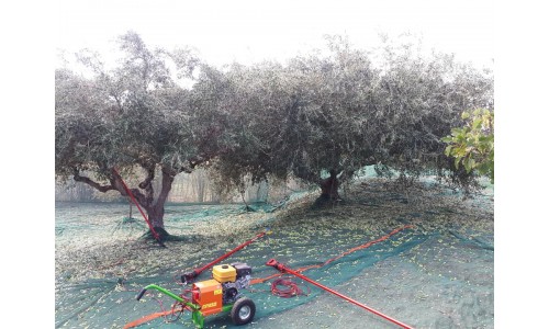 Συλλογή καρπού